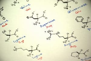 Citrulline-Leucine : le duo pour entretenir et prendre de la masse musculaire